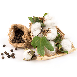 El potencial biotecnológico de la semilla de algodón - Centro de